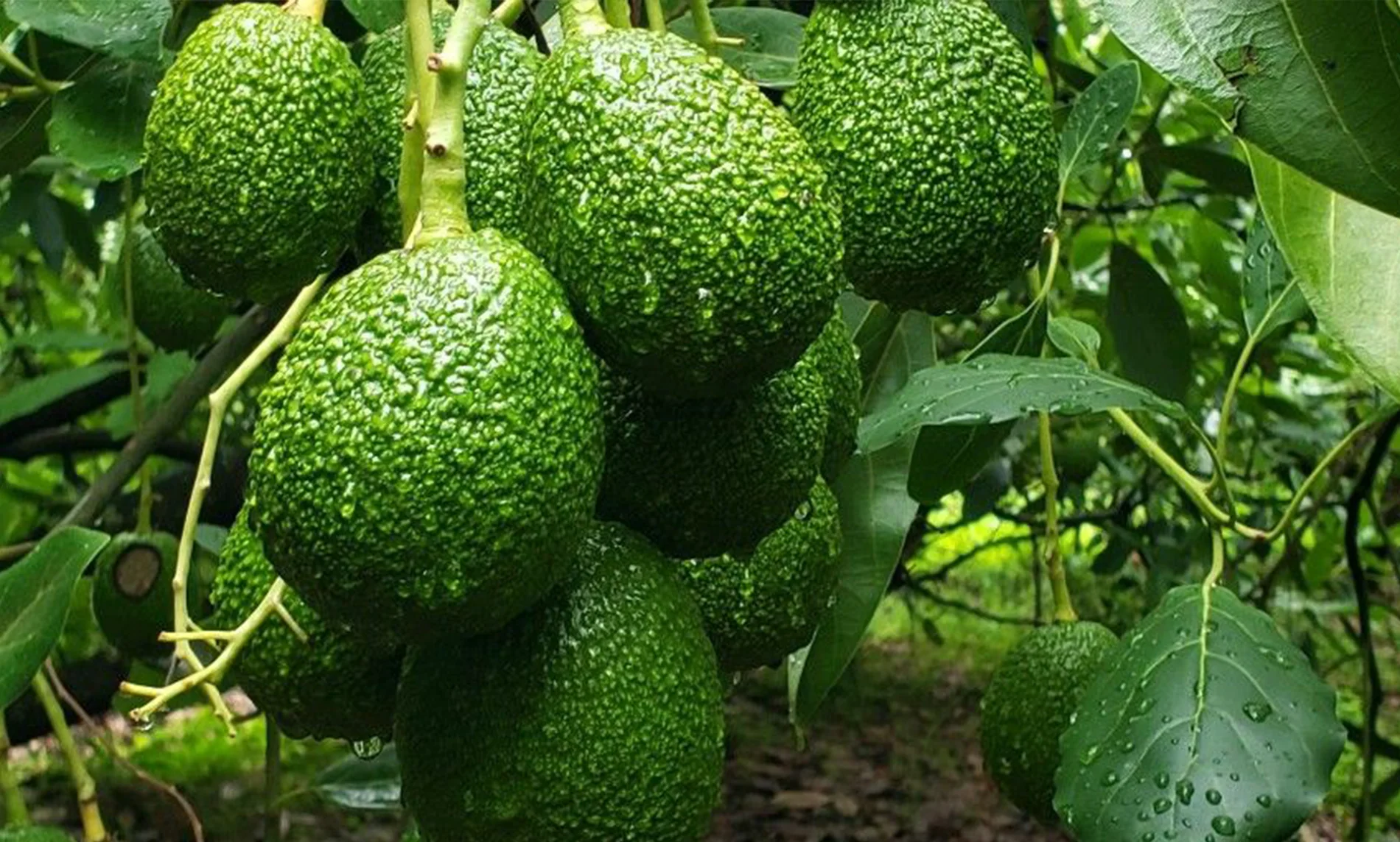 ready avocado for harvesting