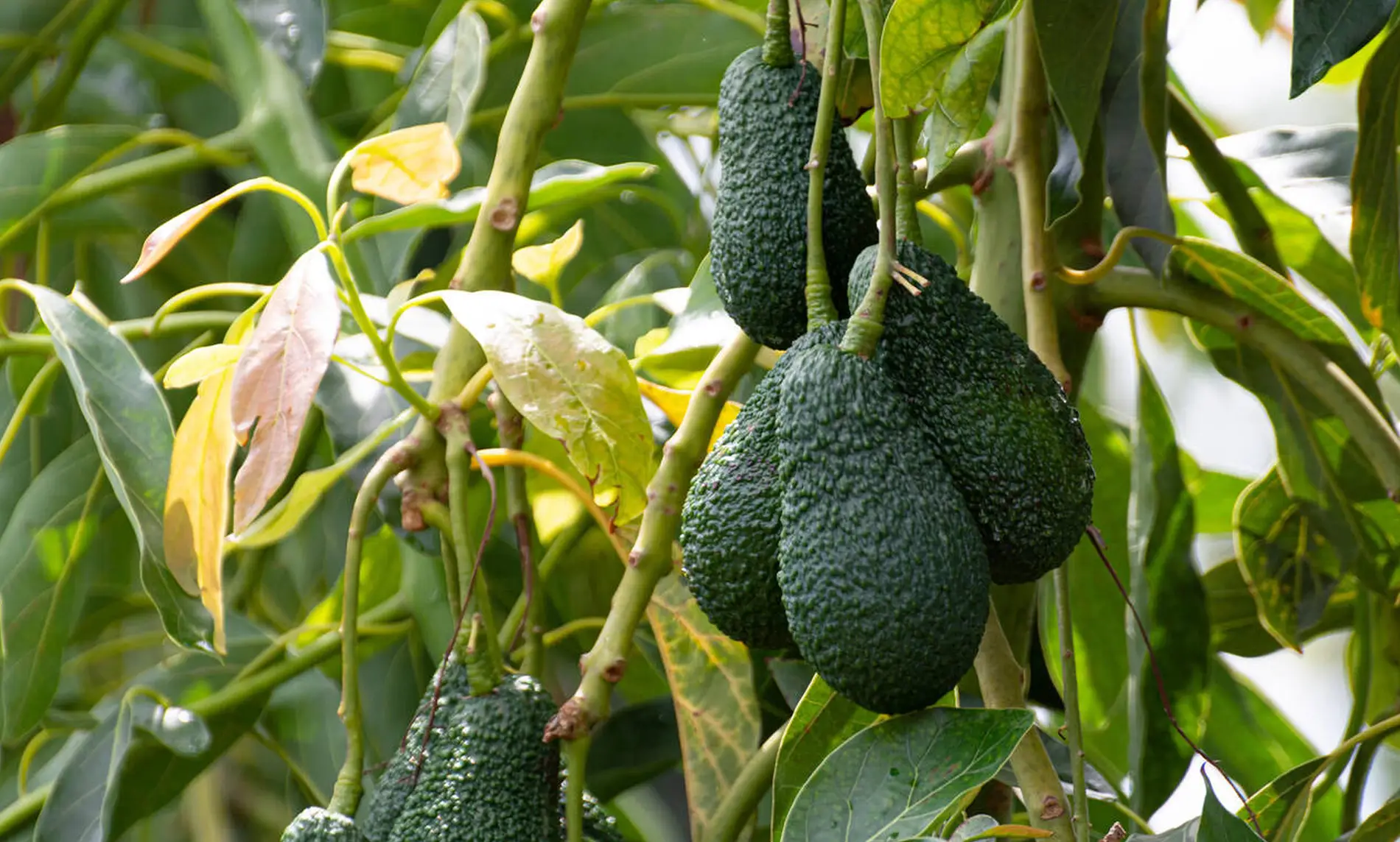 fresh avocado from tanzania ready for export